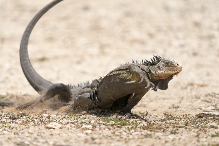 Two critically endangered igaunas tumble together in the sand.