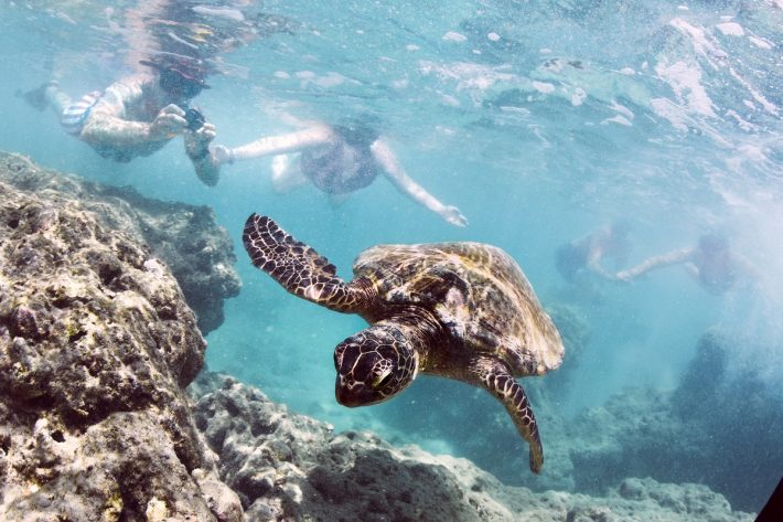 A turtle swims over a shallow reef while a group of tourists gather behind with their cameras at the ready.