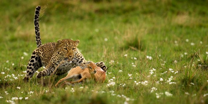 Water dropplets are sent flying on a dewy morning in grasslands scattered with white flowers, as a mother leopard reaches out with both front limbs for a Steenbok nearly running on its side as it makes sharp desperate manovers to escape the leopards pursuit.