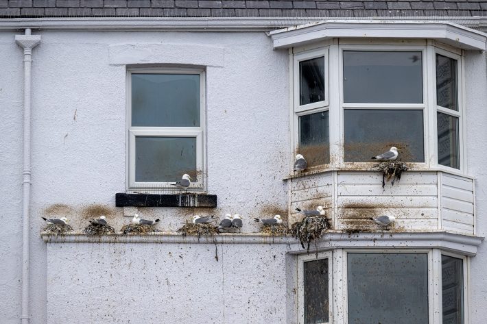 Black-legged kittiwakes cluster on the ledges of a house on the edge of the harbour.