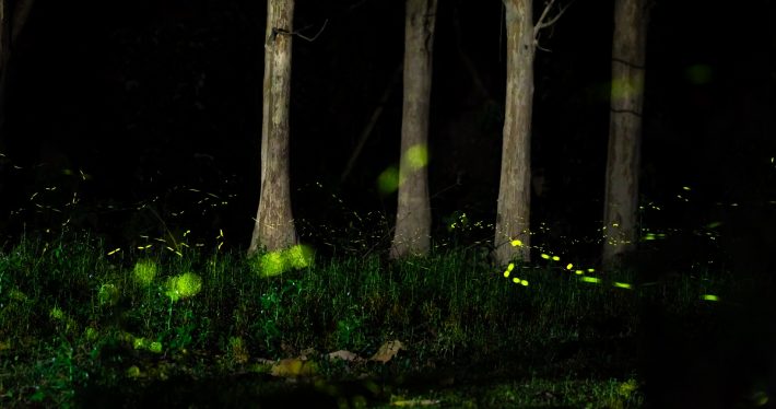 The glowing green lights of a swarm of fireflies created shines bright against the deep green grass of the forest floor.