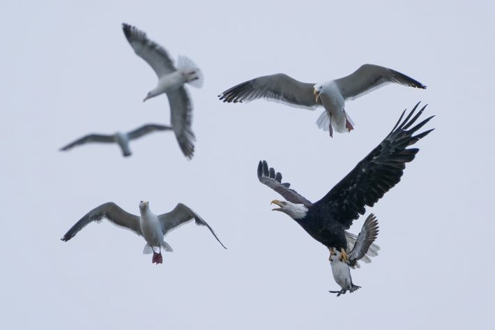 Four westurn gulls circle above and squark down at a bald eagle with its wings spread, trying to break away with its latest prey, a common murre, grasped witin its yellow tallons