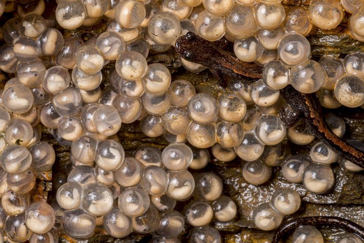 A gold - striped salamander is nestled amongst a jumble of eggs, easily mistakable for a collection of pearls.