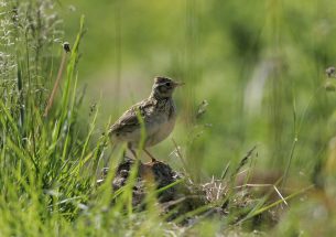 Farmland bird populations bounce back when farms devote 10% of their land to nature-friendly measures