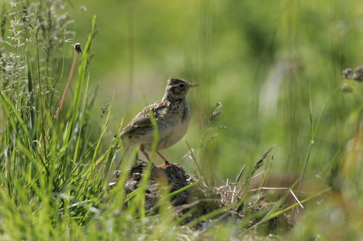 Skylark Alauda arvensis, at the grassy edge of a small field. Cornwall, England. June.