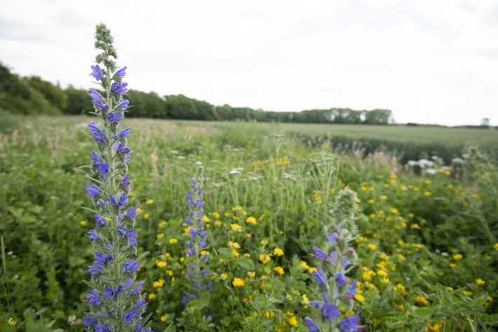 Wildflower margins at RSPB Hope Farm, Cambridgeshire.