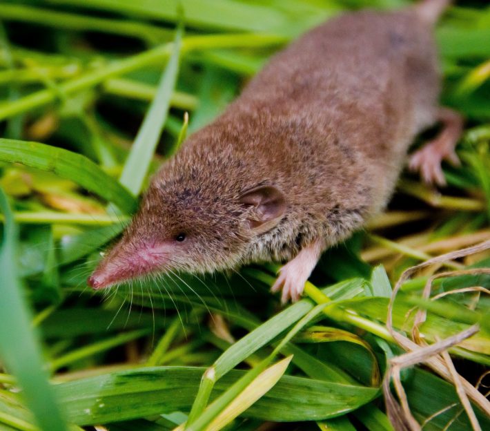 Great White toothed shrew