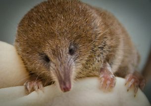 How Ireland’s smallest mammal, the pygmy shrew, is quietly and quickly disappearing from our landscape