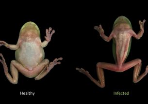 Frog pathogen has different impacts on species according to new study