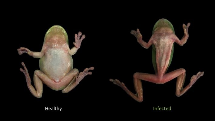 Comparison of a healthy frog compared to an infected one