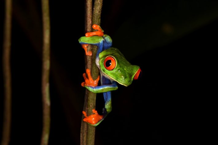 Clinging to a thin branch, the red-eyed tree frog calls out for a mate illuminated in vivid colour against the dark black cover of night.