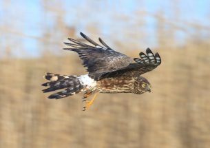 Hen harrier row could help in other conservation conflicts