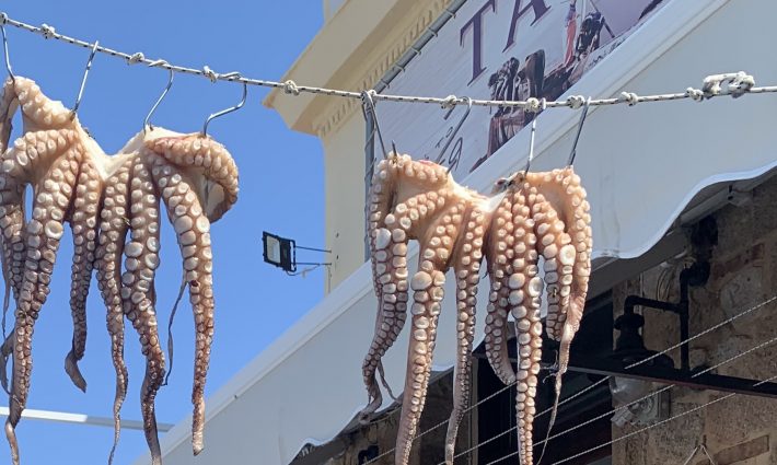 Octopus (cephalopod) drying in a restaurant in Greece