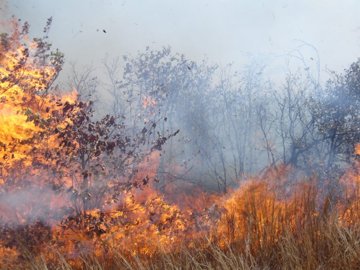 Image of a high-intensity fire