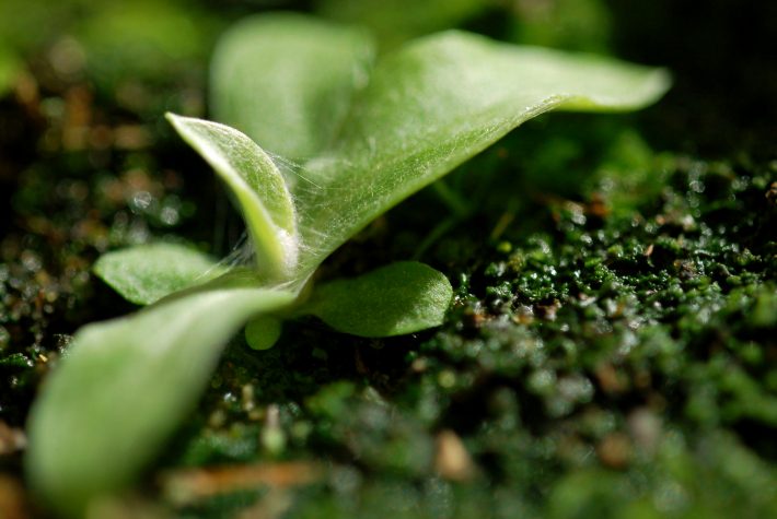 A green plant that produces seed to be stored in seed banks