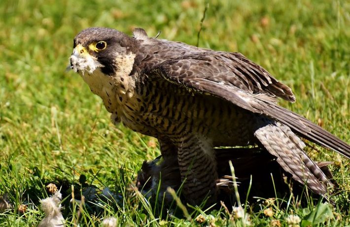 Image of a peregrine falcon, whose diets had to change during lockdown
