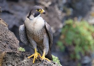 Peregrine falcon diets affected by human activities according to new study