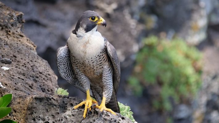 A peregrine falcon which can be found in many cities across the United Kingdom