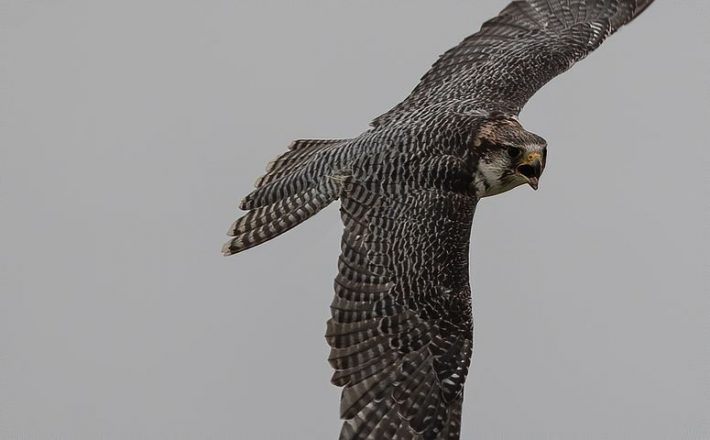 Image of a peregrine falcon that rely on pigeons as their main source of prey