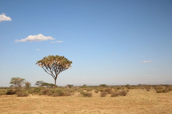 Image of a African savanna
