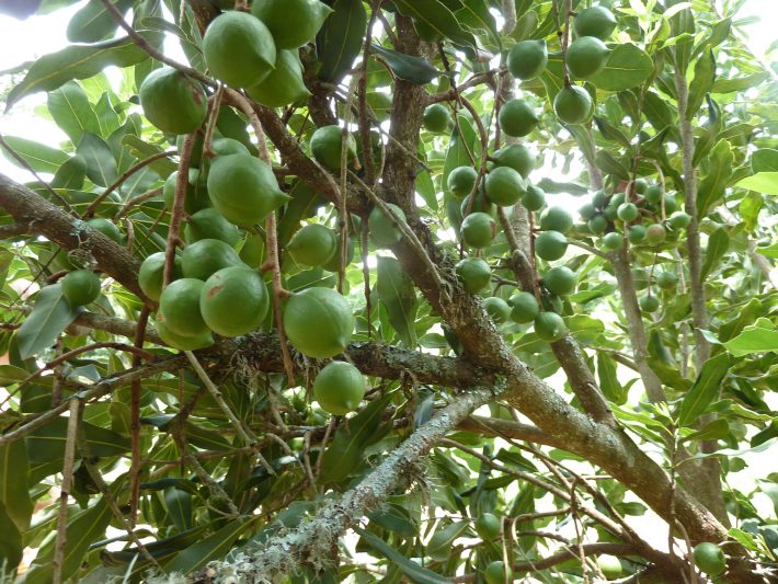 Image of unripe nuts hanging in bunches on the plantation trees
