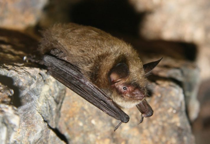 Image of a little brown bat