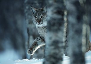Lynx reintroduction in Scotland evokes mixed opinions
