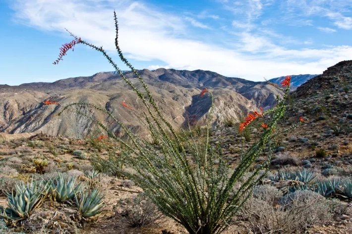 Ocotillo growing in the Boyd Deep Canyon Reserve. This is one of the plants moving into the desert lower-elevation territory where other, taller species are declining.