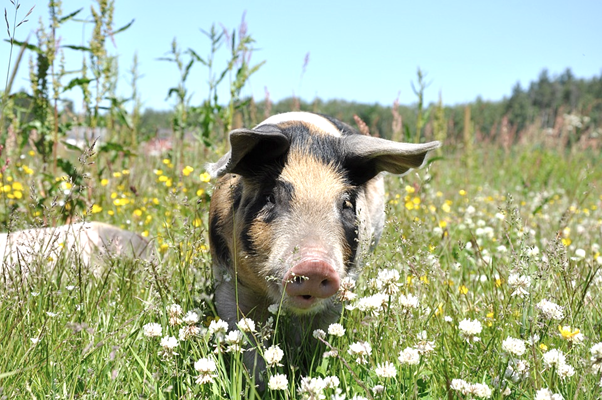 Photo of a pig in wildflowers