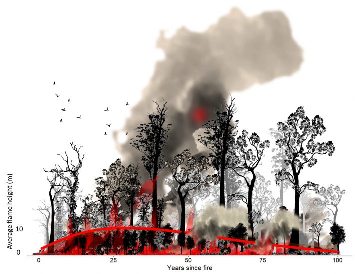 Time sequence of red tingle forest with modelled prescribed burn behaviour from newly burnt, to mature regrowth