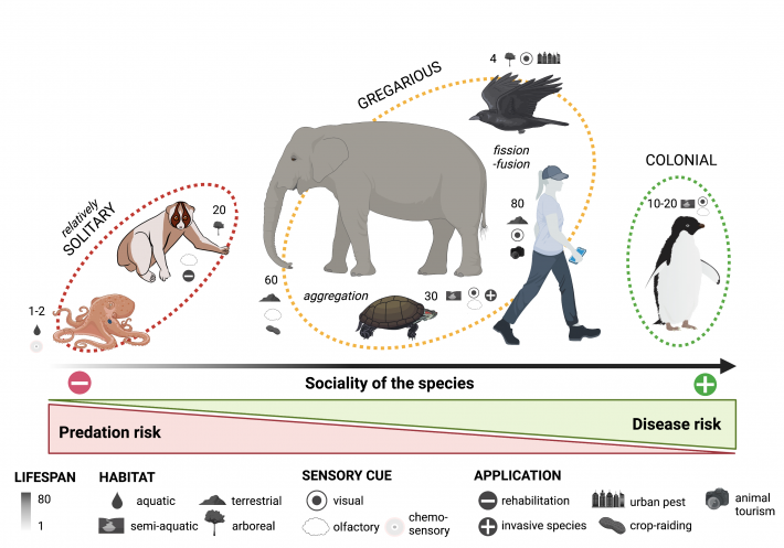 A diagram showing Overlooked species in risk perception research and how disease avoidance and disgust may be used in different contexts of conservation and wildlife management