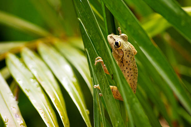 Image of a Cuban Tree frog, an invasive species that combined with climate change effects, can threaten biodiversity