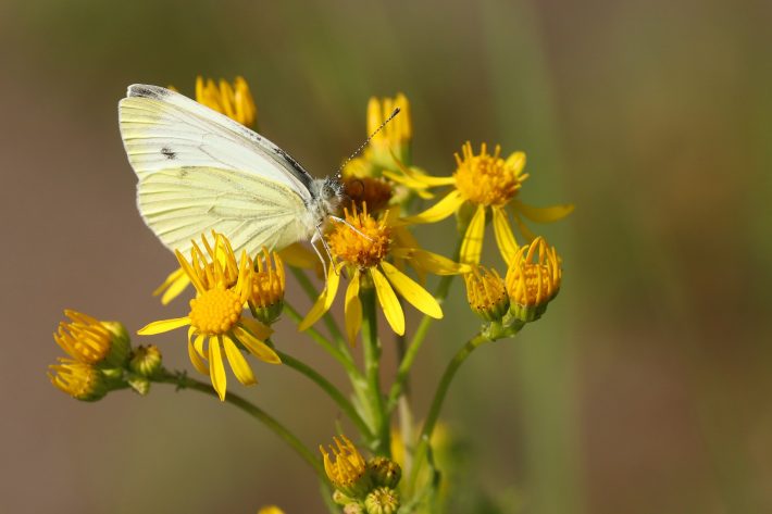 Photo of a cabbage white butterfly on flowers