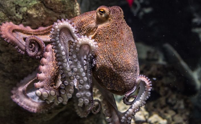The common octopus is predicted to use disgust-related disease avoidance strategies