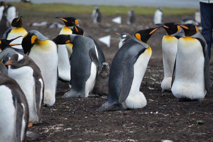 A group of penguins, a species that lives in colonies that could be more likely to tolerate infected mates as it's easier for them to survive together