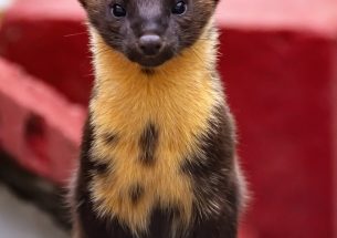 Welsh policy training: Policy, People and Pine Martens