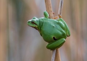 How climate change and invasive species threaten tree frogs