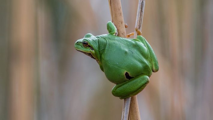 The interaction of climate change and invasive species threaten native species of tree frogs in Florida