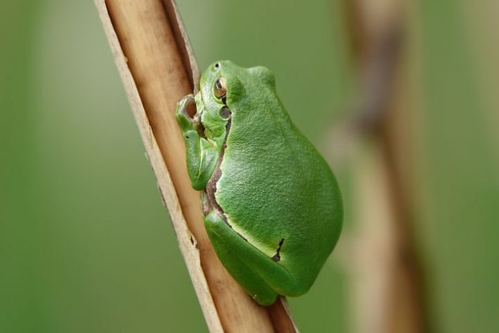 Climate change related conditions can threated some frog species