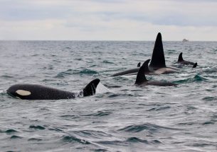 Orca diets provide insight into climate change impacts on Arctic food webs