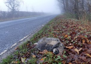 Lockdowns revealed the British wildlife most at risk of becoming roadkill