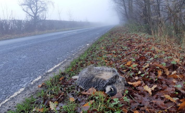 Badger roadkill