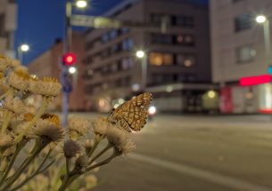 Light pollution threatens moths, according to new study