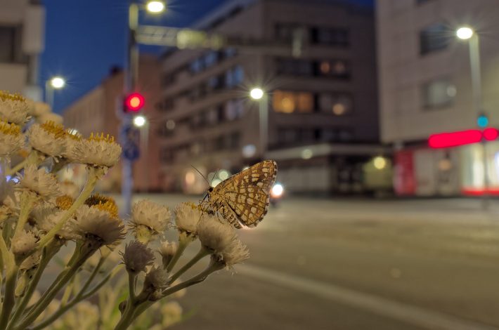 Latticed heath in city lights - a prominent source of light pollution