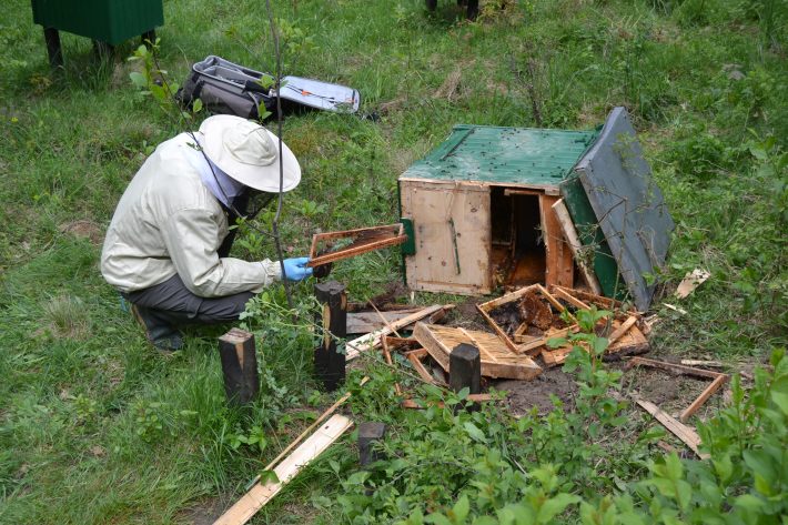 A member of the project inspects a wooden beehive damaged by brown bears in the polish Carpathian Mountains.