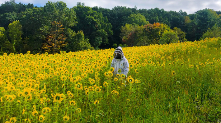 A member of the research team monitoring a field of sunflowers