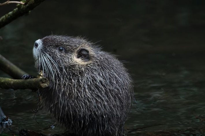 A photo of a beaver - a known ecosystem engineer