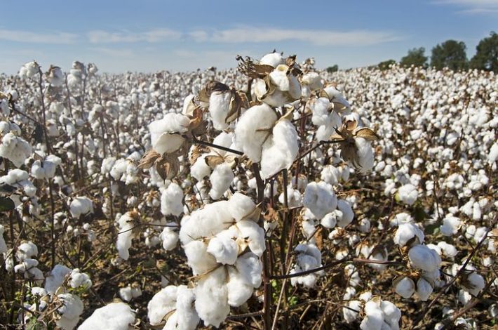 A field of cotton, one of the crops observed in the intercropping study
