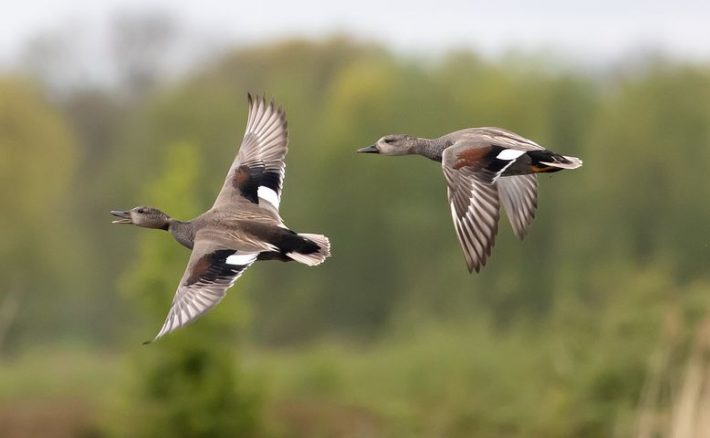 Flying gadwall group, a type of waterfowl