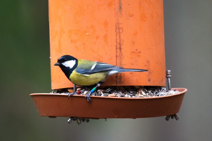 Great tit on a feeder